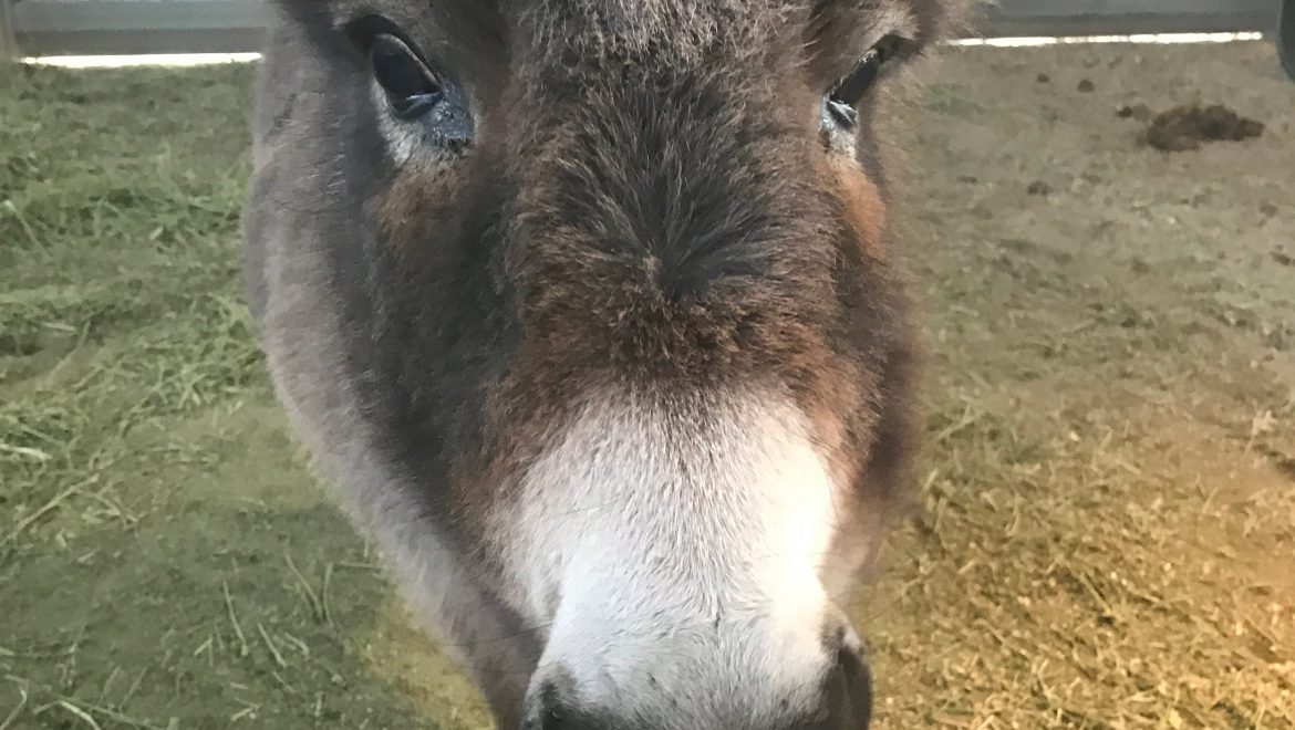 A little donkey
