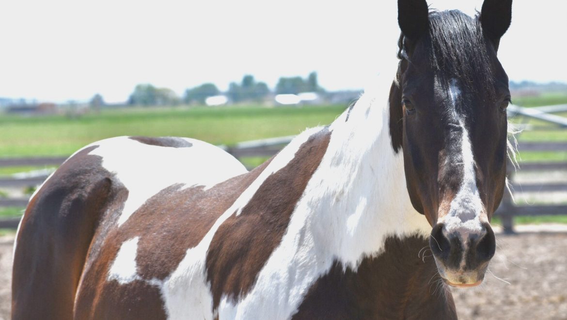 Brown and White Two