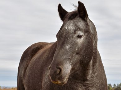 Micah – Adoptable