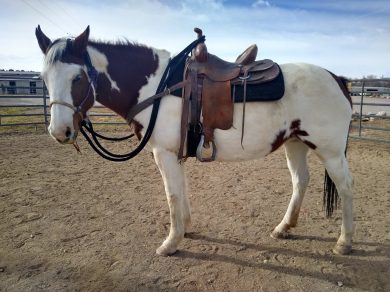 Luna – Adoptable