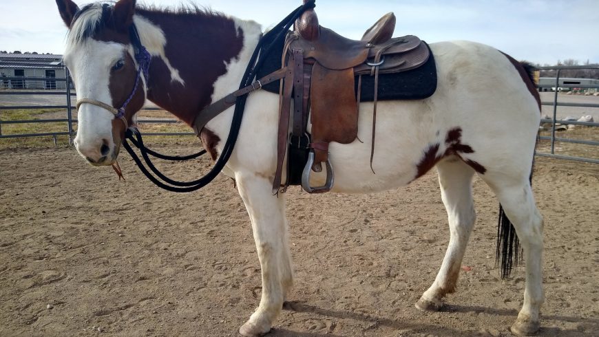 Luna – Adoptable