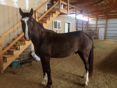 Beau – ADOPTED