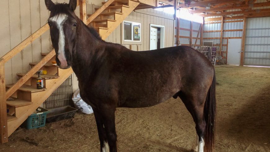 Beau – ADOPTED