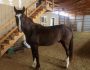 Beau – ADOPTED