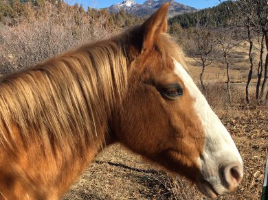 Sancho – ADOPTED