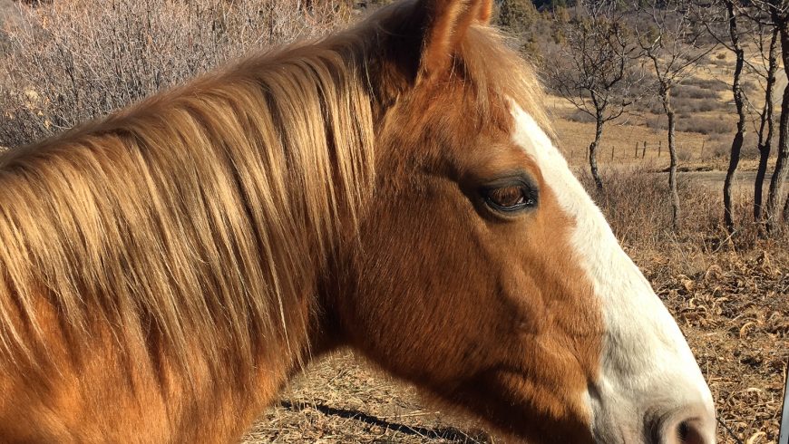 Sancho – ADOPTED