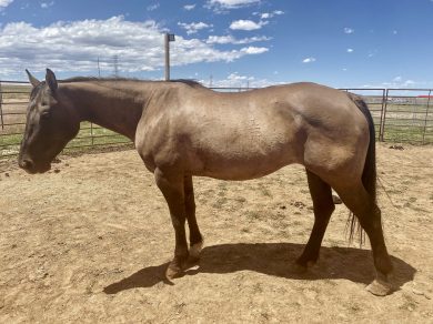 Zera – Adoptable