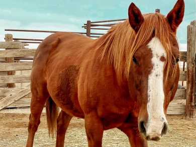 Red – Adoptable