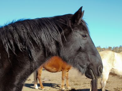 Hombre – ADOPTED