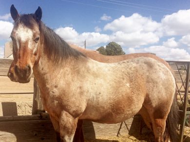 Jasper – ADOPTED
