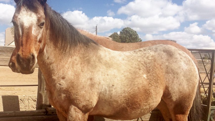 Jasper – ADOPTED