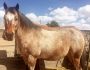 Jasper – ADOPTED
