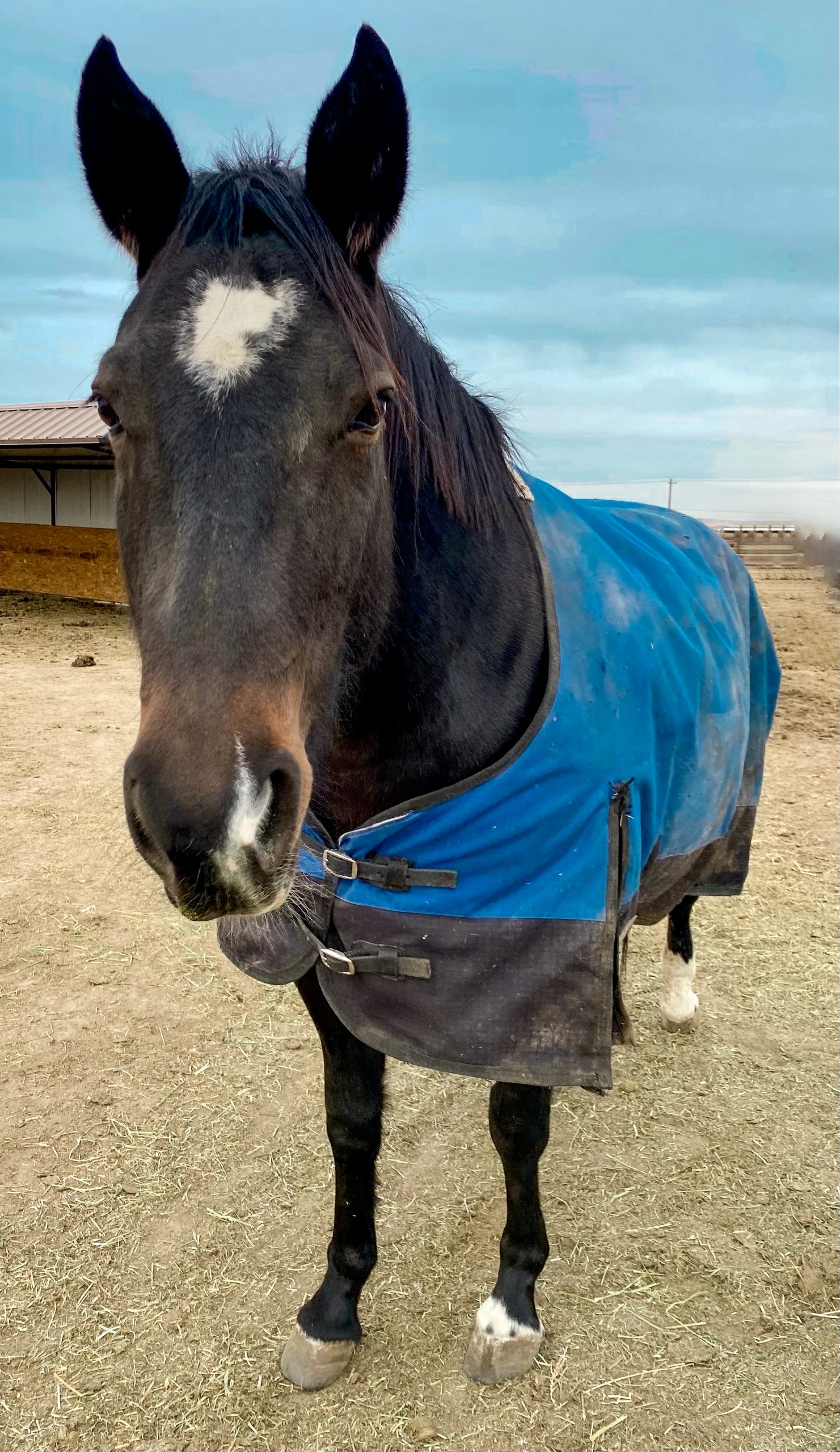 Jewel – Sanctuary – LASSO Horse Rescue & Equine Therapy