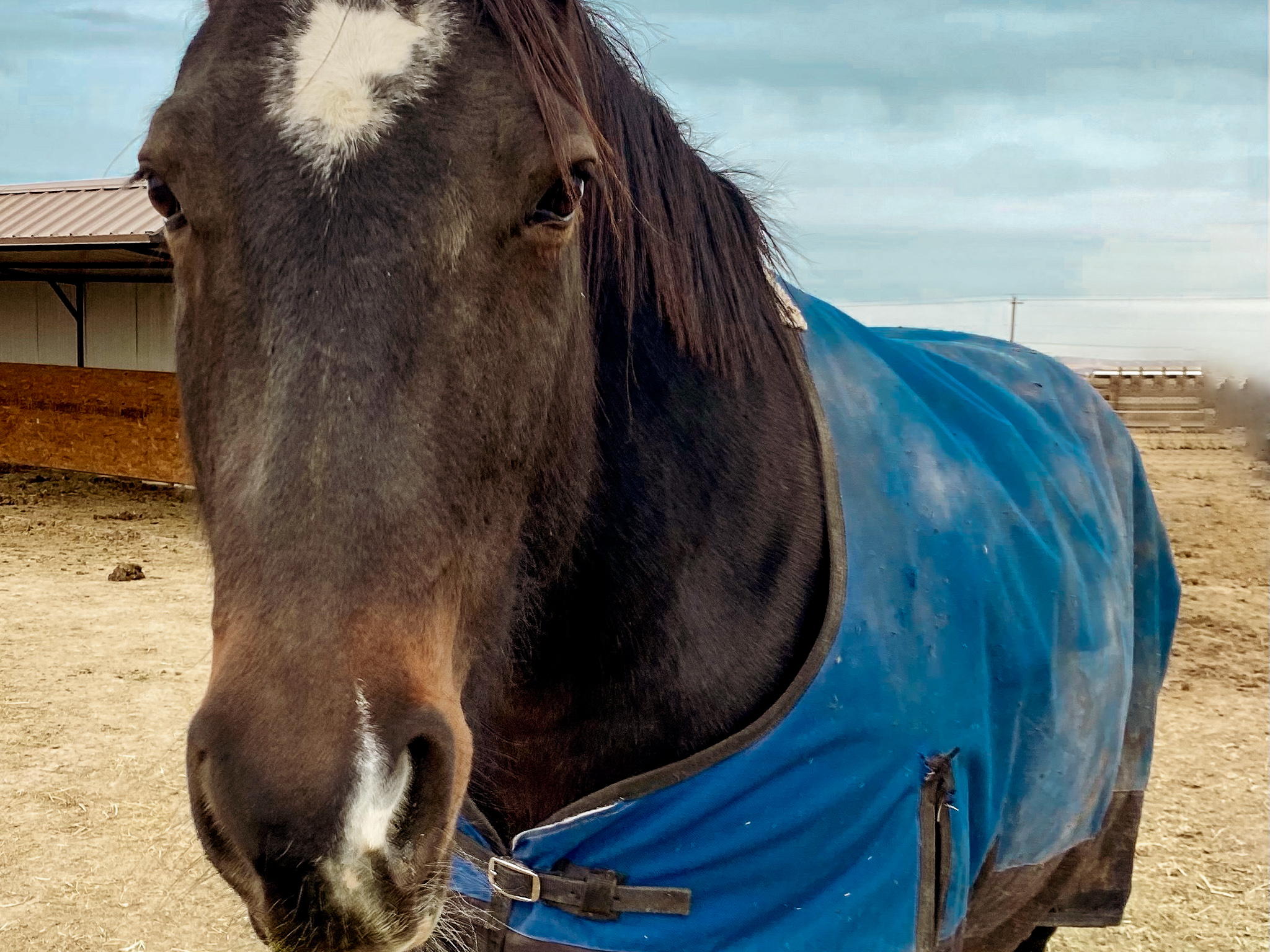 jewel lasso horse rescue equine therapy jewel lasso horse rescue equine therapy