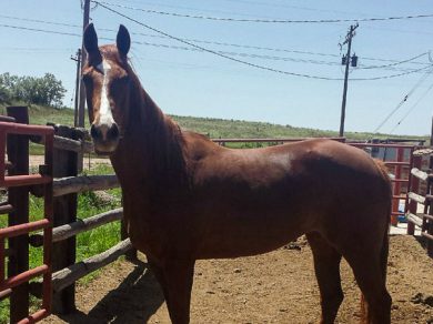 Magnolia Maggie – ADOPTED