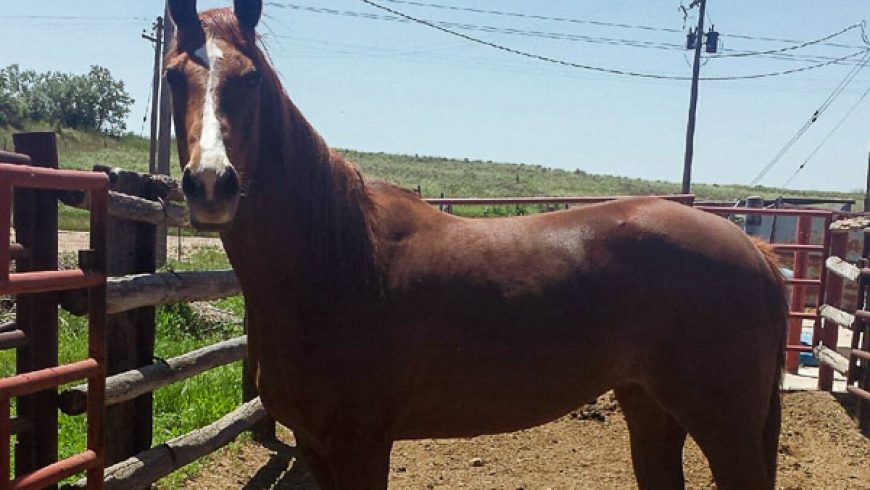 Magnolia Maggie – ADOPTED