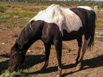 Nevada – ADOPTED