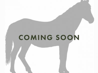 No “Horses for Sale by Owner” at this time
