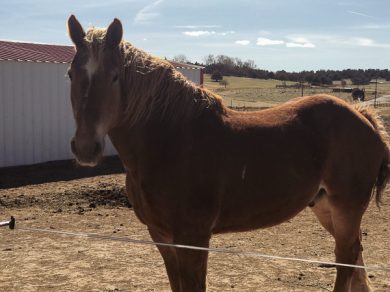 Tuck – ADOPTED