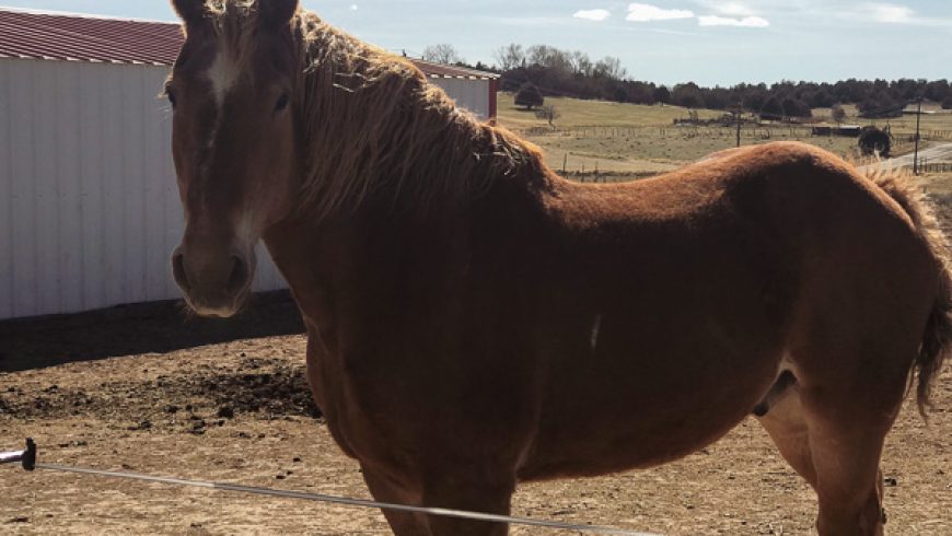Tuck – ADOPTED