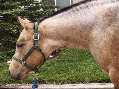 Rita – Adoptable