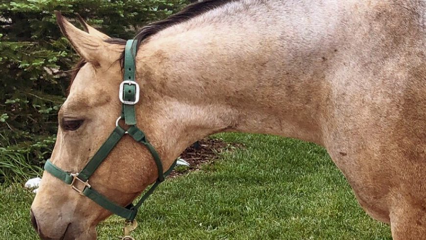 Rita – Adoptable
