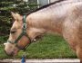 Rita – Adoptable